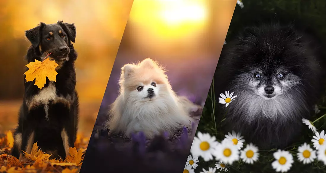 Calina, Kaydee und Bentley - Drei Hunde in der Natur