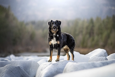 Beispiel eines Tier-Fotoshootings