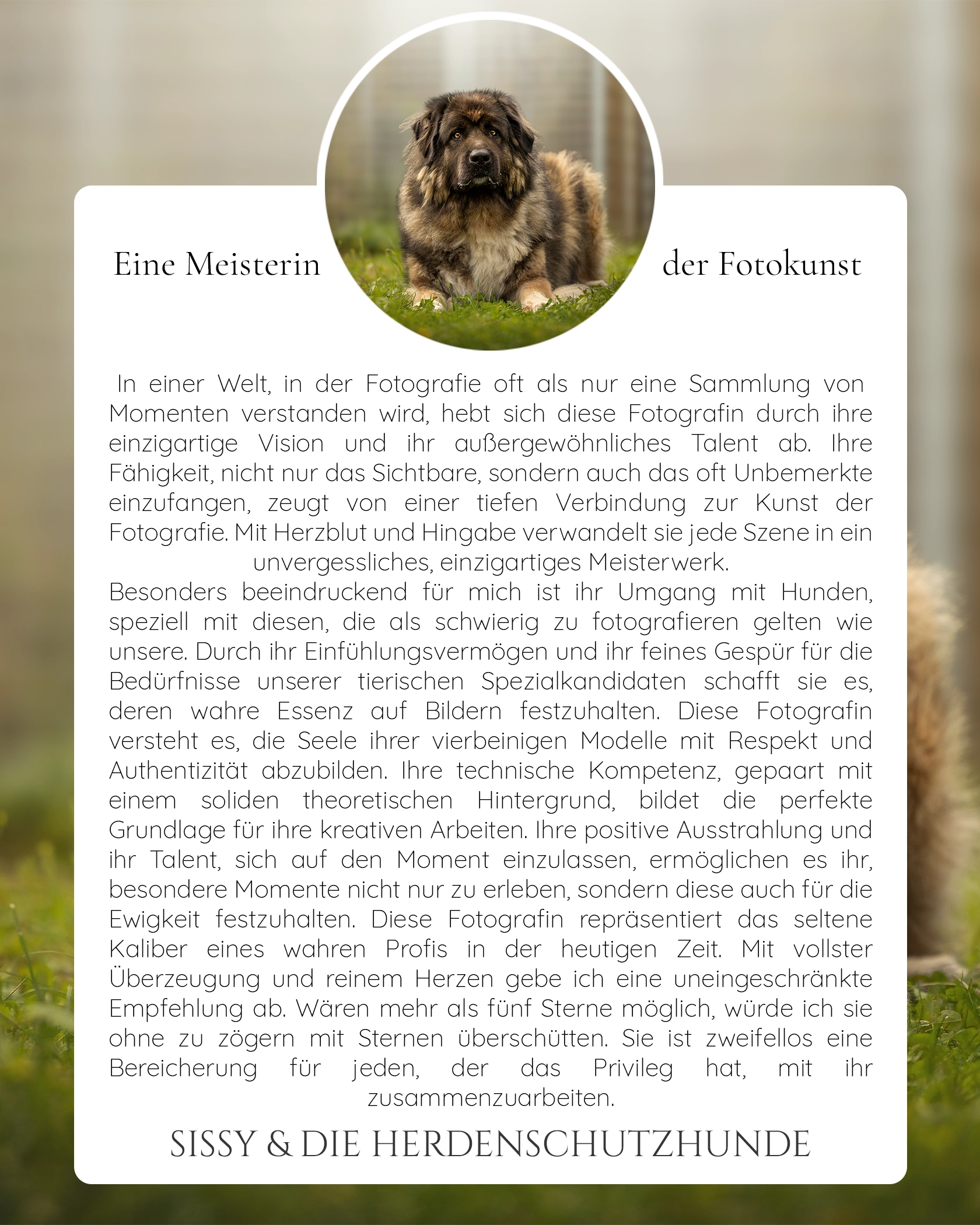 Pferdefotografie